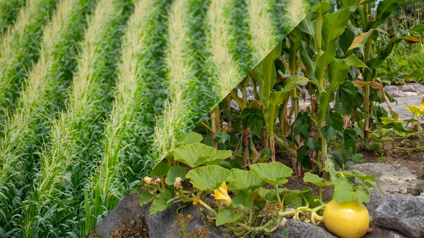 This image is divided diagonally into two panels: the first is of rows of corn and the second is of squash, corn, and beans planted together.